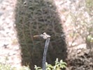 photo thumbnail #8