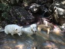 photo thumbnail #13