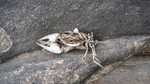 photo thumbnail #14
