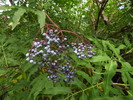 photo thumbnail #10