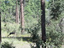 photo thumbnail #13