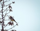 photo thumbnail #11