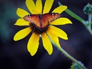 photo thumbnail #14