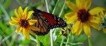 photo thumbnail #15