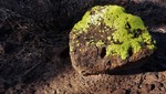 photo thumbnail #6