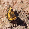 photo thumbnail #2