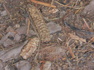 photo thumbnail #14