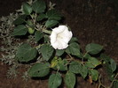 photo thumbnail #15