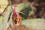 photo thumbnail #7