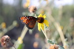 photo thumbnail #10
