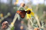 photo thumbnail #11