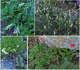 2016-09-17 :1: Manning Camp Hike via Turkey Creek Trail #34 :: tibber