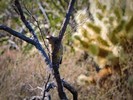 photo thumbnail #4