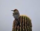 photo thumbnail #9