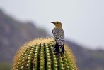 photo thumbnail #14