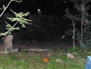 2016-09-19 :3: Sycamore CG - Chiricahua :: rwstorm