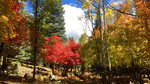 photo thumbnail #6