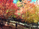 photo thumbnail #12