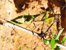 photo thumbnail #5