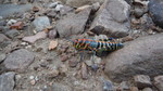 photo thumbnail #8
