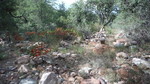 photo thumbnail #15