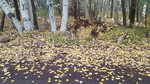 photo thumbnail #4