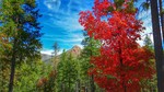 photo thumbnail #7