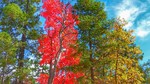 photo thumbnail #8