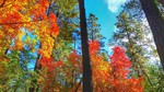 photo thumbnail #5