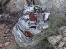photo thumbnail #8