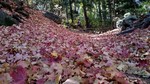 photo thumbnail #8