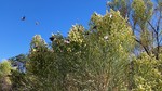 photo thumbnail #15