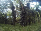 photo thumbnail #4