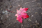 photo thumbnail #13