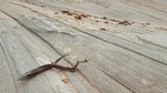 photo thumbnail #8