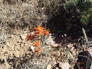 photo thumbnail #12