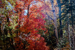 photo thumbnail #12