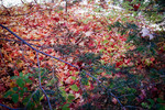 photo thumbnail #15