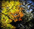 photo thumbnail #7