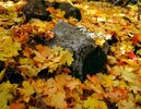 photo thumbnail #2
