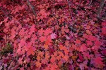 photo thumbnail #15