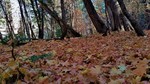 photo thumbnail #8