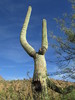 photo thumbnail #14
