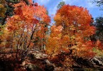 photo thumbnail #6