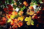 photo thumbnail #13