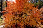 photo thumbnail #15