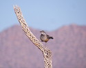photo thumbnail #1