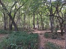 photo thumbnail #4