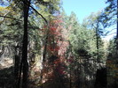 photo thumbnail #8