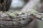 photo thumbnail #15